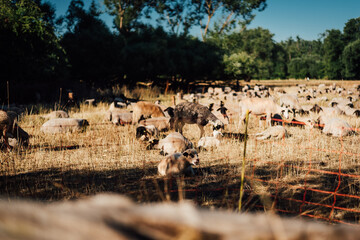 Herd of Sheep Resting in a Lush Landscape