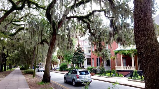 Beautiful Walk On A Sidewalk With Moss On Large Trees