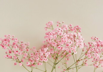 Flowers background.Pink gypsophila flowers or baby's breath flowers close up frame on beige background selective focus . Copy space. Poster.