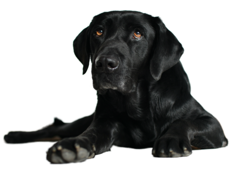 Black Labrador dog lying on floor and looking away with a deep look on a white background. Concept of faith and trust.