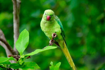 green winged macaw