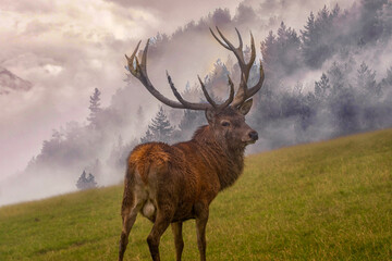 Hirsch in Nebelwand im Gebirge