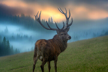 Hirsch bei Sonnenaufgang im Nebel