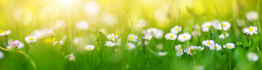 Fototapeta na wymiar Macro photography of the flowering field of daisies in spring.