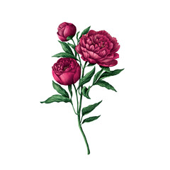 Hand-drawn pink peony rose illustration