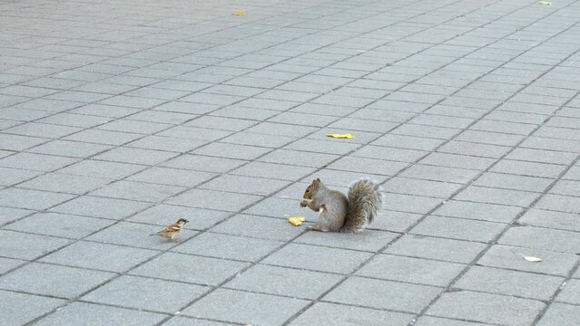 Close view of grey squirrel in city park eating fast food leftovers on asphalt. In sprintime squirrel is eating hashbrown potator on the street.