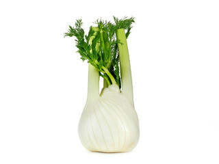 fresh fennel bulb, Foeniculum vulgare, isolated on white background, healthy vegetable, spice and medicinal plant