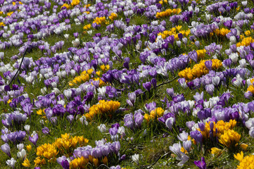 Bunte Krokusse, Frühling, Garten, Pflanzen