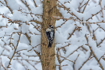 Downy woodpecker perched on snow covered tree in winter