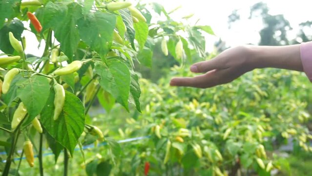 Stock Photo of chilies that are bearing very heavy fruit in the garden