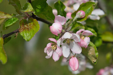 A beautiful branch of a blooming apple tree with white and pink flowers against the backdrop of a green spring garden. Selective focus. Awakening of nature, symbols of spring