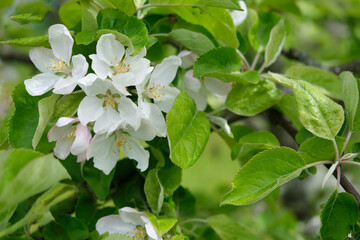 Close-up of a lush branch of a flowering apple tree with large white beautiful flowers, against a blurry background of a green spring garden. Selective focus. Awakening of nature