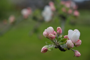 Close-up of a beautiful branch of a blossoming apple tree with delicate white and pink flowers, against a blurry background of a green spring garden. Selective focus. Awakening of nature