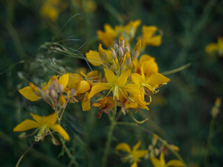 dry mountains are change to spring season with yellow flower in saudi arabian desert 
