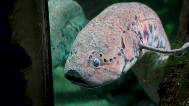 West African lungfish in Aquarium of Silesian Zoological Garden in Chorzow city, Silesia region of Poland
