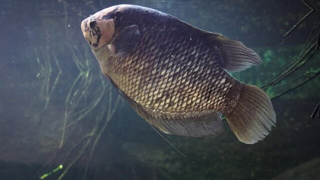 Giant gourami - Osphronemus goramy in a aquarium