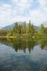 Mirror Image (Trees Vertical)