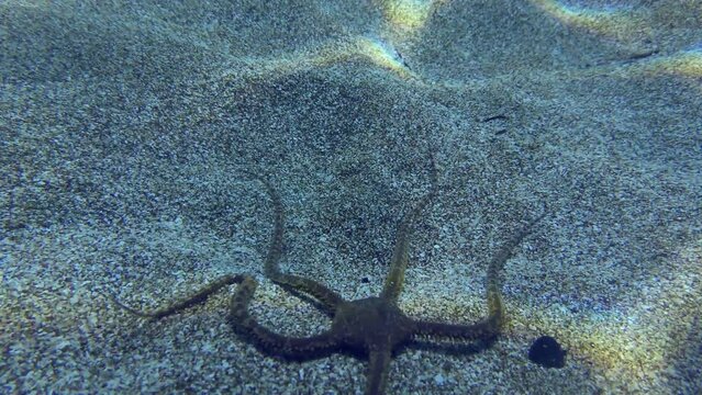 Ophiura is crawling along sandy seabed. Mediterranean.