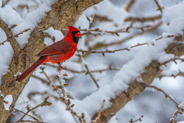 Red Northern Cardinal bird perched on snow covered branch after winter storm