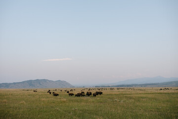 Grazing Bison