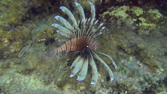 Devil Firefish or Common lionfish (Pterois miles) swims against the background of a cliff overgrown with bright sponges and algae. Mediterranean.