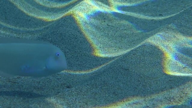 Cleaver Wrasse or Pearly Razorfish (Xyrichtys novacula) searches for food on the sandy bottom in shallow water. Mediterranean.