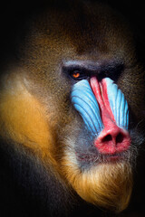 portrait of a baboon with black background