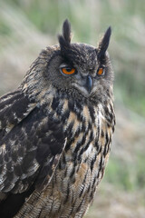 A portrait of an adult Eurasian Eagle Owl resting in a meadow
