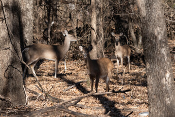 Small herd of White-tailed deer standing in a wooded clearing