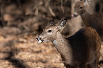 White-tailed deer with its head peeking out of the shadows