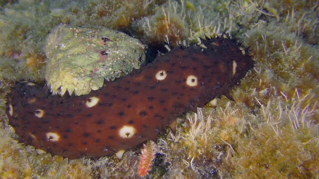Undersea life: Two crawling species in one shot: Variable Sea Cucumber (Holothuria sanctori) and Bearded fireworm (Hermodice carunculata).