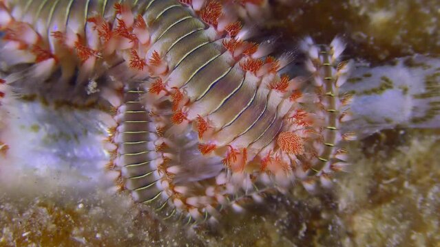 Marine life: Many Bearded fireworms (Hermodice carunculata) have gathered on the body of the dead fish, close-up.