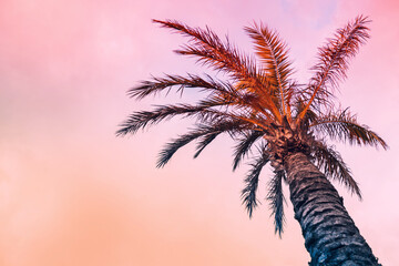 Copy space tropical palm tree background on sunset sky, abstract pastel colored tropical background. Summer vacation travel and vacation.