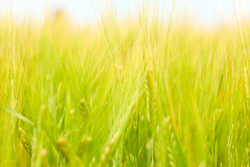 green wheat field on the farm field