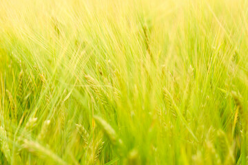 green wheat field on the farm field