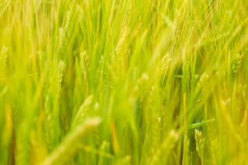 green wheat field on the farm field