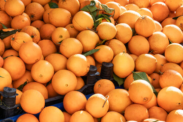 Fresh ripe orange of a green tree on a sunny day. Natural vitamins, healthy food. Beautiful natural fruit background.