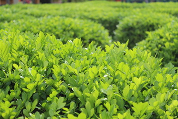 rows of green plants