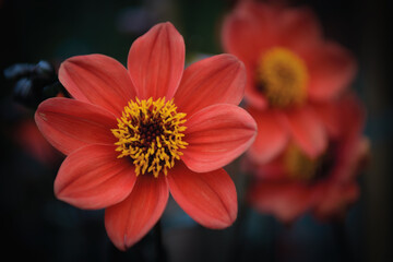 Close up of a red Zinnia flower in the fields with dark out of focus background
