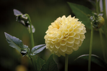 Close up of a yellow dahlia flower in the fields with dark out of focus background - 566381761