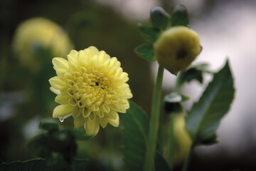 Close up of a yellow dahlia flower in the fields with dark out of focus background