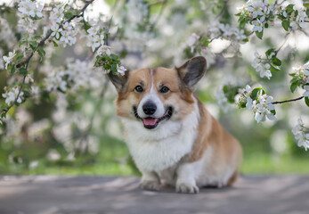 cute corgi dog puppy sitting in a spring garden among apple blossoms