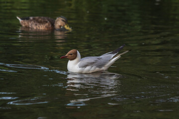 Stockholm, Sweden - July 19th 2022: Wildlife animal photography in a outdoor park: a swimming seagull and a duck behind it.