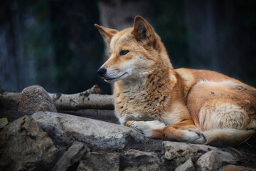 Obraz na płótnie Canvas A dingo dog laying on rocks