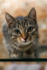 Indoor cute domestic cat