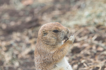 Side profile of a groundhog