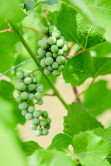 green grapes in the garden