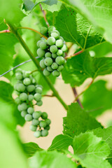 green grapes in the garden
