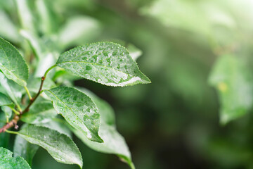 Close-up green leaves with rain drops. Abstract nature background