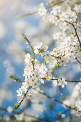 Natural background with flowering cherry branches. Cherry blossom at sunny spring day